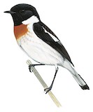 White-tailed Stonechat Illustration