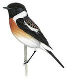 Siberian Stonechat Illustration