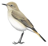 Sickle-winged Chat Illustration