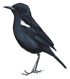 Sooty Chat Illustration