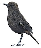 Anteater Chat Illustration