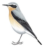 Northern Wheatear Illustration