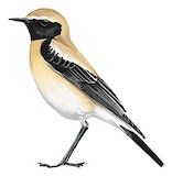 Desert Wheatear Illustration