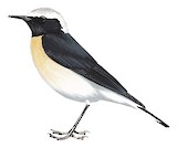 Cyprus Wheatear Illustration