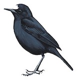 White-fronted Black Chat Illustration