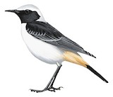 Red-rumped Wheatear Illustration