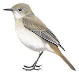 Brown-tailed Rock Chat Illustration