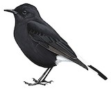 Black Wheatear Illustration