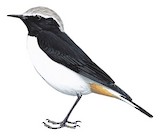 Arabian Wheatear Illustration