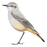 Red-tailed Wheatear Illustration