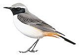 Kurdish Wheatear Illustration