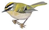 Common Firecrest Illustration