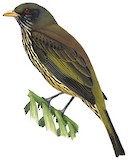 Palmchat Illustration