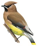 Cedar Waxwing Illustration