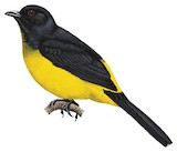 Black-and-yellow Phainoptila Illustration