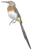 Gurney's Sugarbird Illustration