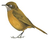 Spot-throat Illustration