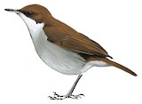 Grey-chested Babbler Illustration