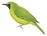 Lesser Green Leafbird Illustration