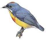 Crimson-breasted Flowerpecker Illustration