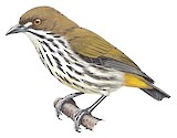 Yellow-vented Flowerpecker Illustration