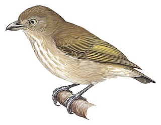 Pachyglossa everetti bungurensis