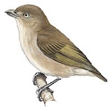 Brown-backed Flowerpecker Illustration