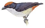 Flame-crowned Flowerpecker Illustration