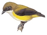 Yellow-sided Flowerpecker Illustration