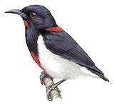 Scarlet-collared Flowerpecker Illustration