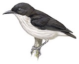 Buzzing Flowerpecker Illustration