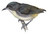 Pygmy Flowerpecker Illustration