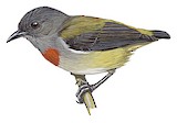 Halmahera Flowerpecker Illustration