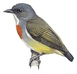 Buru Flowerpecker Illustration