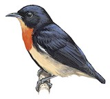 Blood-breasted Flowerpecker Illustration