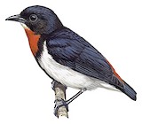 Blue-cheeked Flowerpecker Illustration