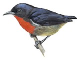 Black-sided Flowerpecker Illustration