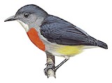 Midget Flowerpecker Illustration