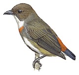 Red-banded Flowerpecker Illustration