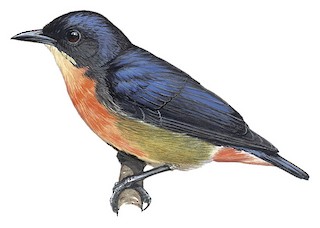 Pink-breasted Flowerpecker