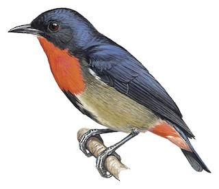 Illustration of Male - Mistletoebird (Aru)