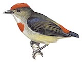 Red-capped Flowerpecker Illustration