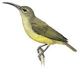 Thick-billed Spiderhunter Illustration