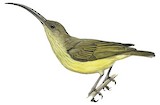 Long-billed Spiderhunter Illustration