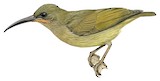 Naked-faced Spiderhunter Illustration