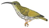 Streaked Spiderhunter Illustration