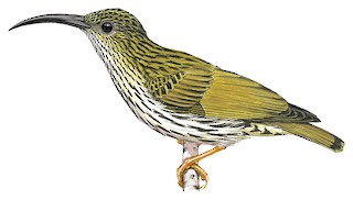 Streaked Spiderhunter