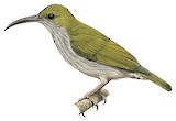 Streaky-breasted Spiderhunter Illustration