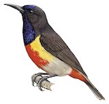 Anchieta's Sunbird Illustration