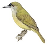 Plain Sunbird Illustration